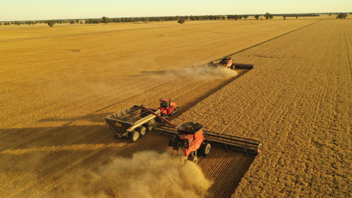 THE FARM BEHIND NARRAIN GRAIN
